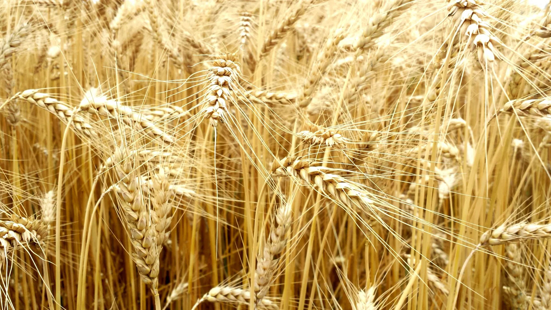 Closeup of dry wheat stocks